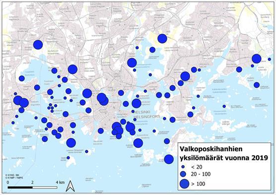 Valkoposkihanhien yksilömäärien jakaantuminen Espoossa ja Helsingissä 31.7.2019